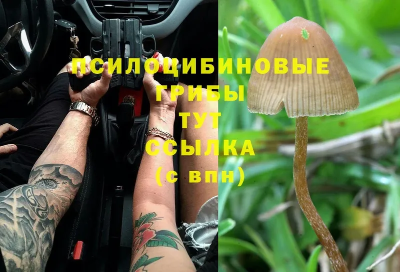 Галлюциногенные грибы MAGIC MUSHROOMS  Фролово 